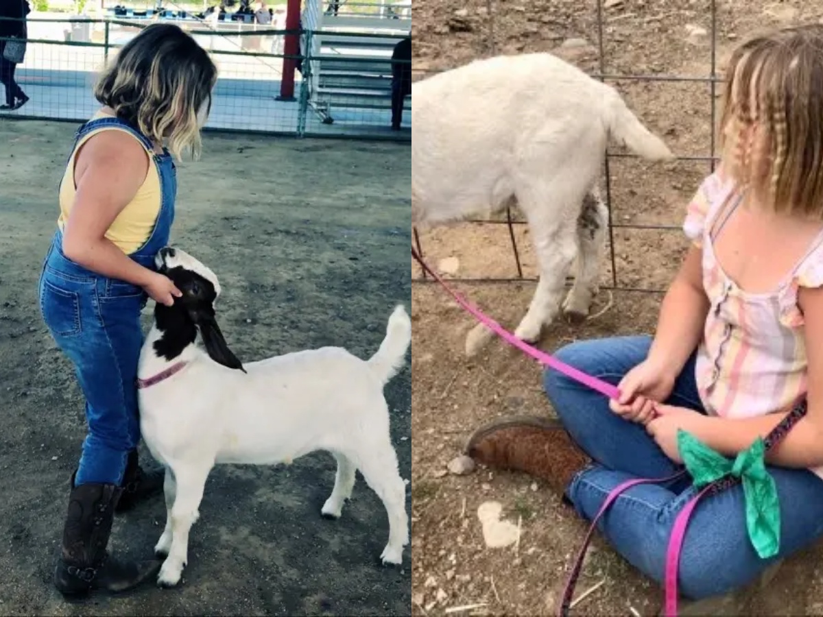 Cedar the goat and the young girl who cares for it